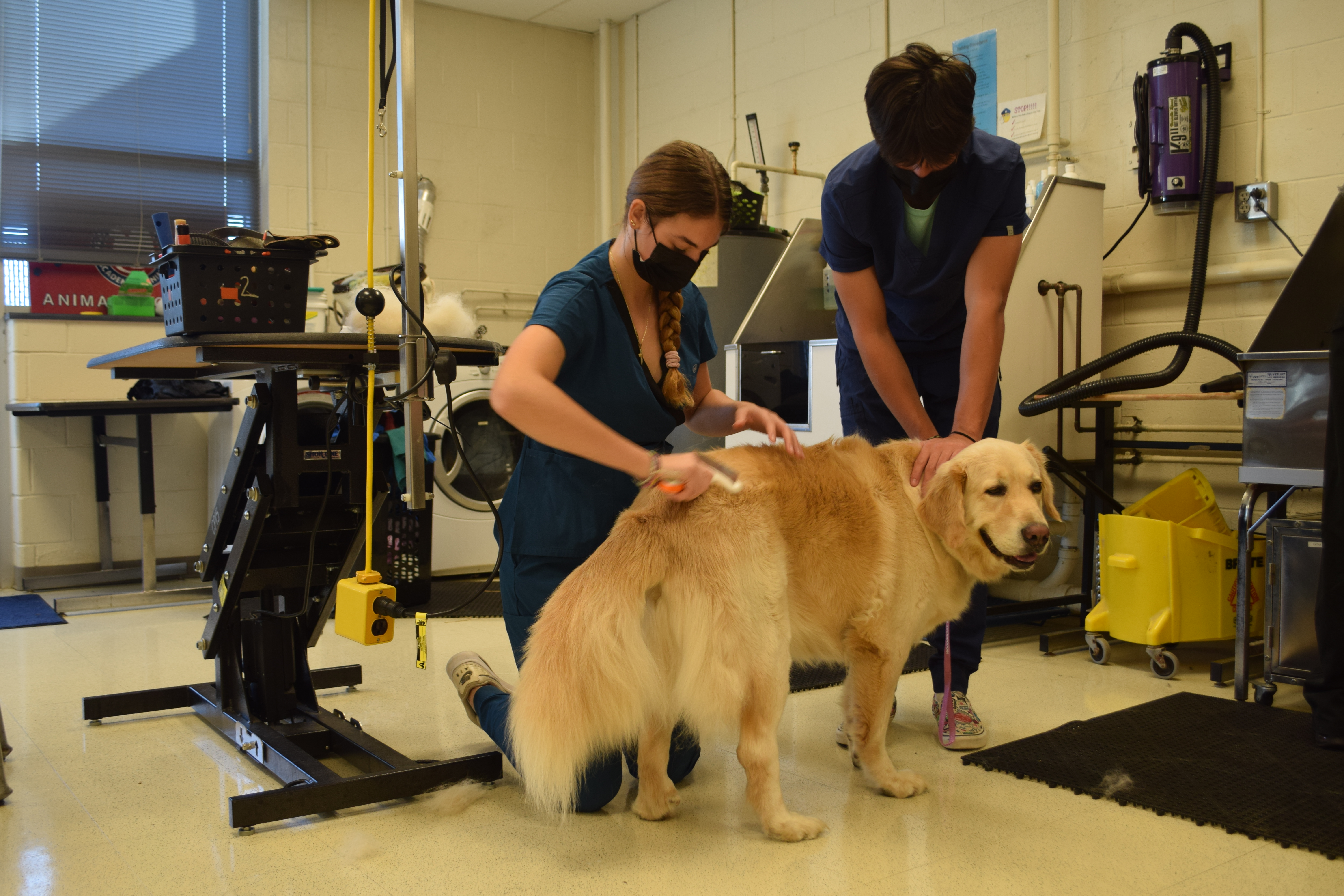 student grooming a dogs fur