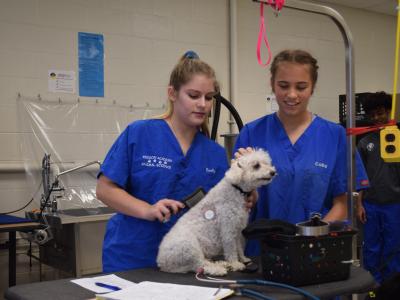 First day of grooming in the Vet Science Lab 