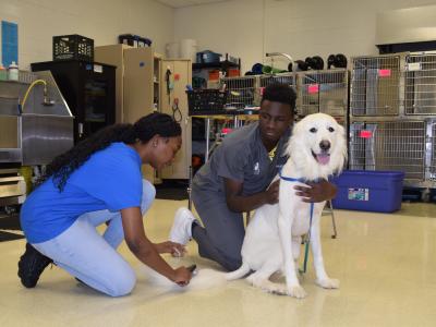 First day of grooming in the Vet Science Lab 